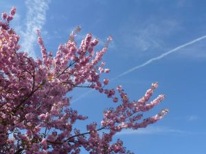 Kirschblüte Kirschblüte